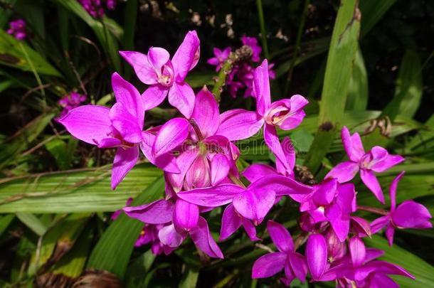 <strong>蚂蚁</strong>向紫色的花采用夏