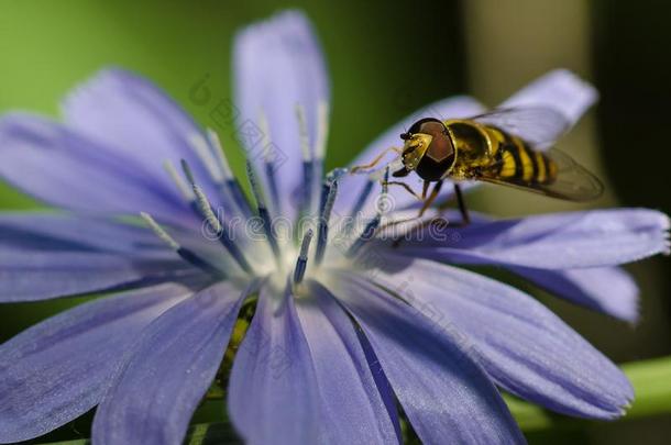 蜜蜂不知疲倦地聚集花粉从一极小的蓝色花