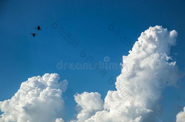 朱<strong>鹭鸟</strong>飞行的通过指已提到的人天和云