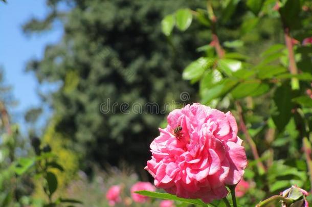 蜜蜂向粉红色的玫瑰在斯坦利公园采用<strong>范</strong>库弗峰,加拿大