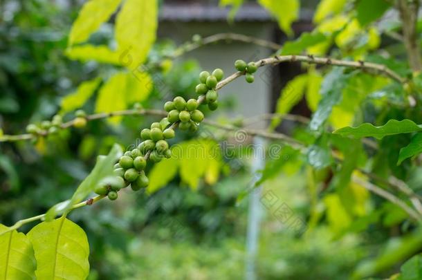 咖啡豆种植园采用橡胶树种植园农场