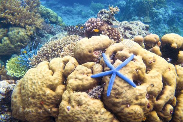 海星向珊瑚礁.黄色的珊瑚和蓝色海星.星fiscal国库的