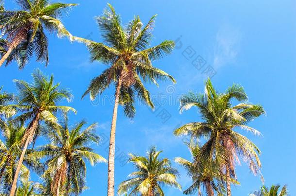 身材高的手掌树森林向蓝色天背景.椰子树手掌照片.