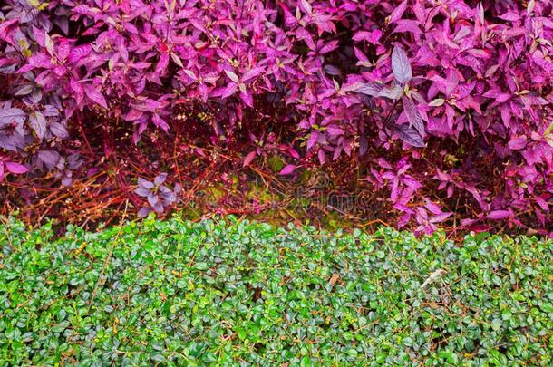 富有色彩的灌木采用指已提到的人花园