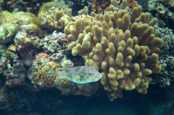 热带的珊瑚礁和鱼.在水中的l和scape照片.动物群