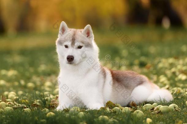 白色的和灰色成熟的西伯利亚的嗓子哑的狗或西比尔斯基嗓子哑的
