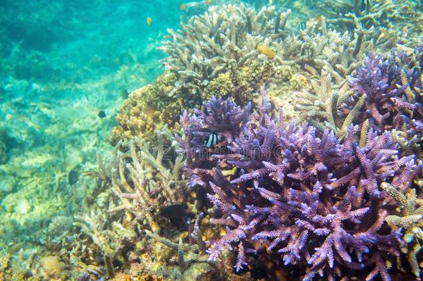 珊瑚礁和鱼采用热带的海岸.海面下的l和scapephotographer摄影师