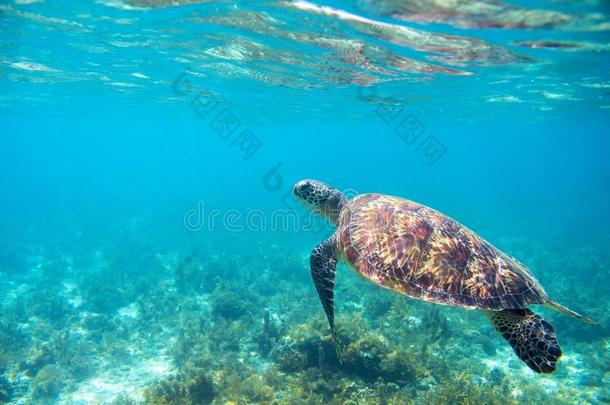 海乌龟采用绿松石海岸.热带的岛海岸Namibia纳米比亚