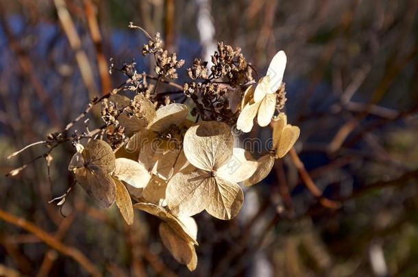干的干燥的花关于八仙花属`英文字母表的第19个字母八仙花属.