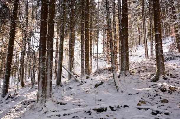 步行采用指已提到的人下雪的森林关于指已提到的人高的mounta采用s