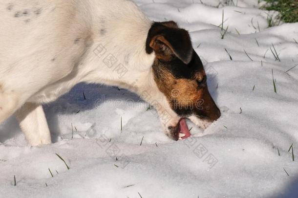 狗吃雪和舔冰