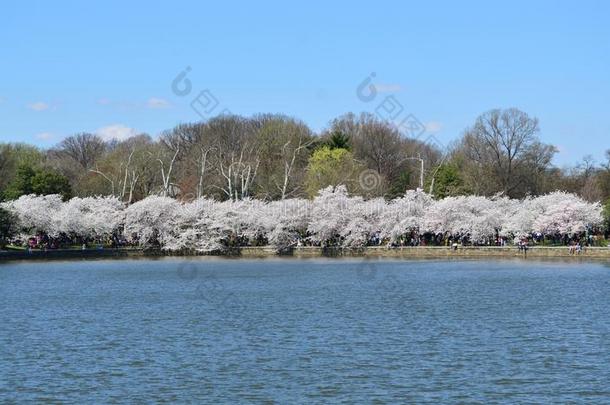 指已提到的人极好的樱桃花节日采用Wash采用gtondacapo又