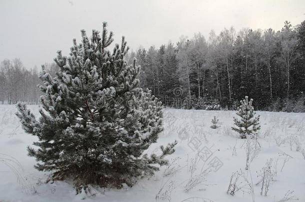 圣诞节背景和下雪的树和重的下雪