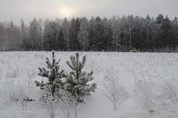 圣诞节背景和<strong>下雪</strong>的树和重的<strong>下雪</strong>