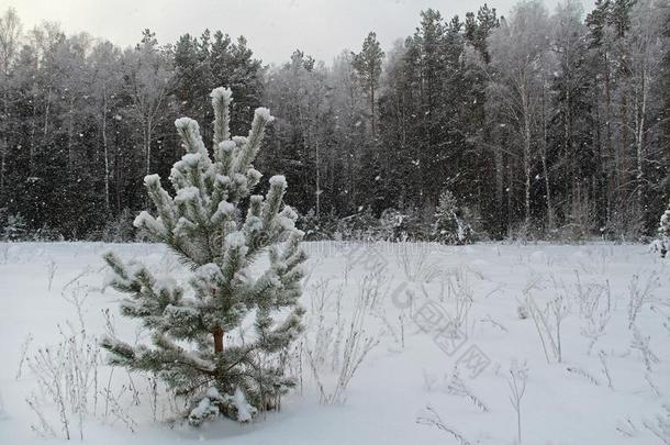 圣诞节背景和<strong>下雪</strong>的树和重的<strong>下雪</strong>