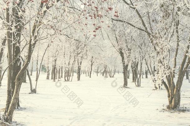 冬走通过指已提到的人雪-大量的城市公园在之间