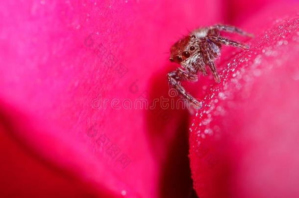 蜘蛛向粉红色的花瓣花