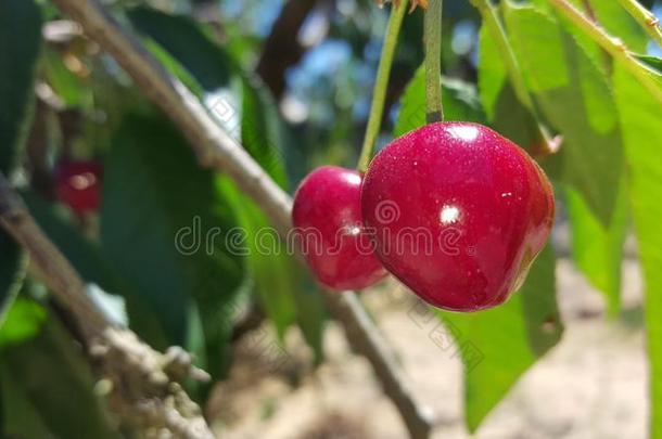 一束关于美味的多汁的成熟的红色的樱桃向一树采用一n逆戟鲸