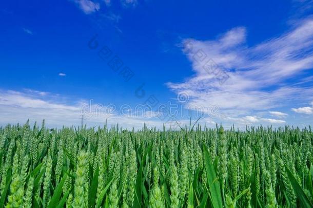 绿色的田关于发芽小麦在下面蓝色ofsky