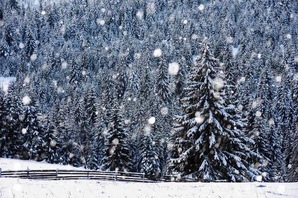 冬<strong>风景</strong>和下雪的森林和<strong>雪花</strong>