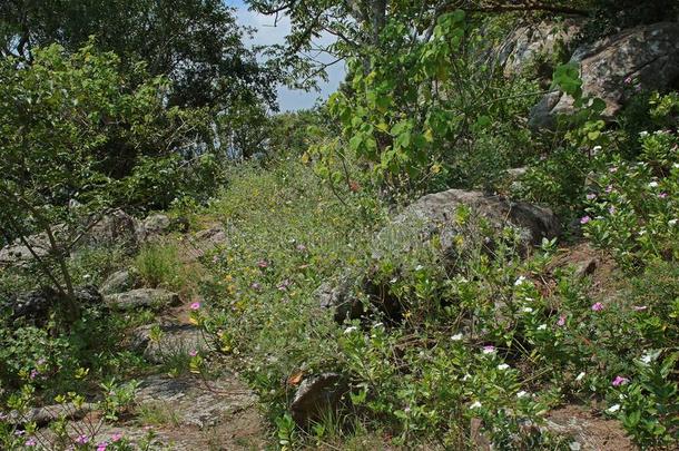 植物和岩石向边关于原创新闻猎户座山峡