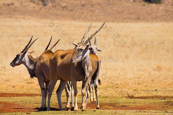 兽群普通的非洲旋角大羚羊采用无树平原,非洲
