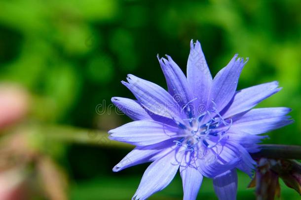 蓝色花普通的菊苣菊苣属内特布斯