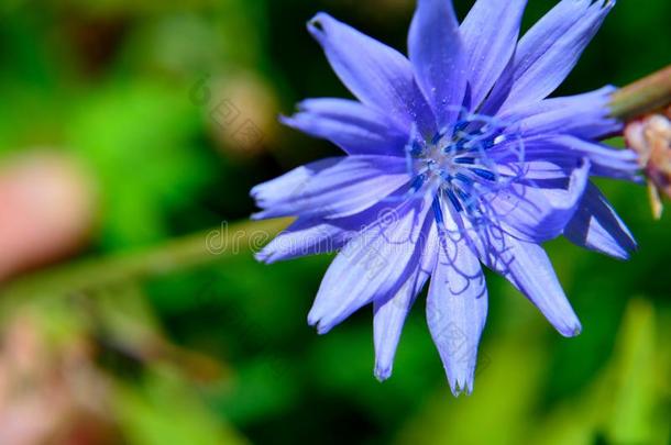 特写镜头蓝色花普通的菊苣菊苣属内特布斯