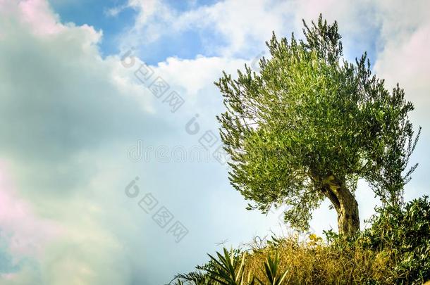 孤独的橄榄树向小山.