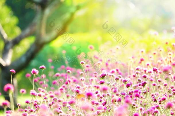 LPA密码立刻污迹集中粉红色的田冬田户外的树flores花