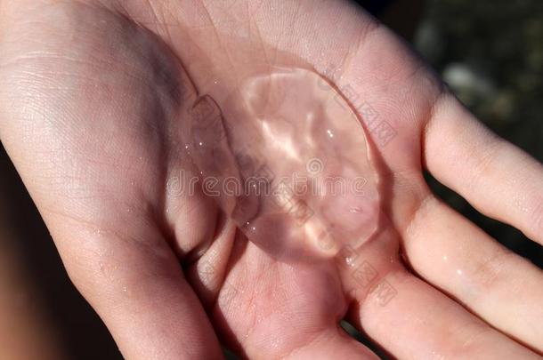 透明的圆形的水母向手掌