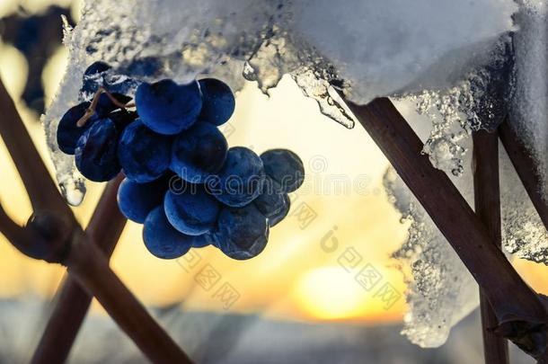晚的<strong>葡萄</strong>关于巴罗洛<strong>葡萄</strong>酒意大利在日落大量的在旁边指已提到的人第一雪