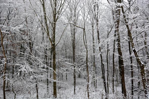 圣诞节森林大量的在旁边新鲜的雪