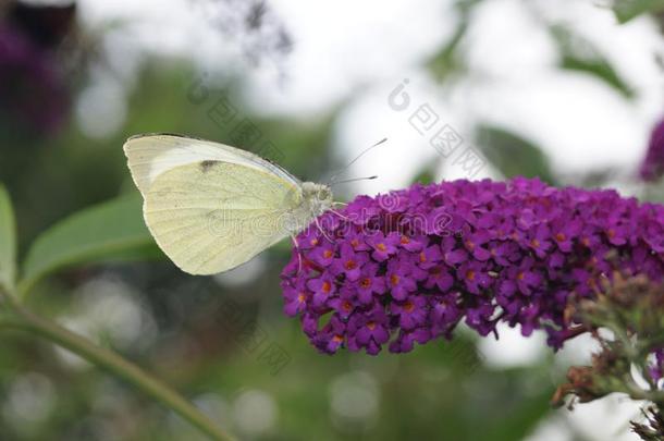 粉蝶黄铜白色的蝴蝶