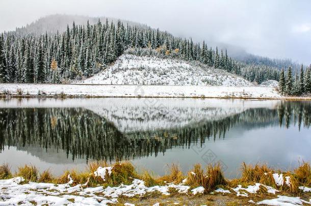 雪,树,和山麓丘陵地带反射的采用西博尔德池塘