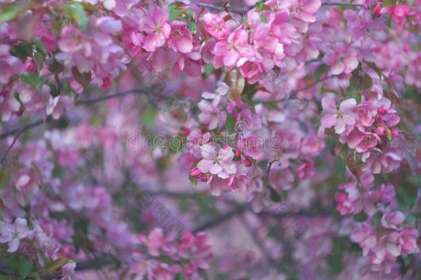 萨库拉,盛开的花园背景,粉红色的苹果树,精心选择的英语字母表的第6个字母
