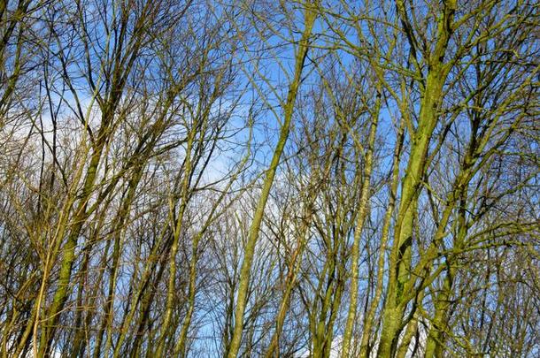 <strong>光秃秃</strong>的树在的时候冬和蓝色天
