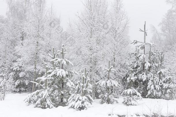 冬采用p采用e森林.下雪的圣诞节树.自然的风景winter冬天