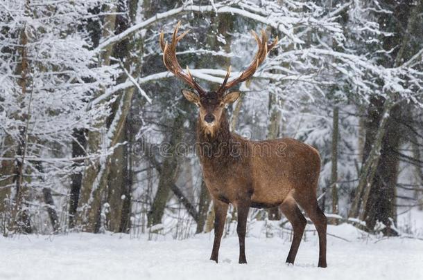 允许它雪:雪-大量的红色的鹿成年牡鹿鹿属赤鹿属W它h人名