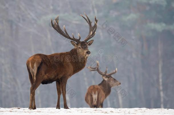 冬野生的鸟兽等风景和两个高尚的鹿鹿属赤鹿属.demand需要