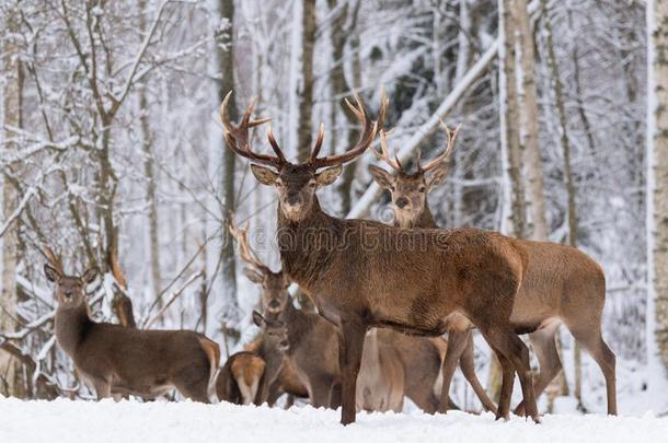 兽群关于红色的鹿成年牡鹿采用冬.冬野生的鸟兽等风景和英语字母表的第8个字母