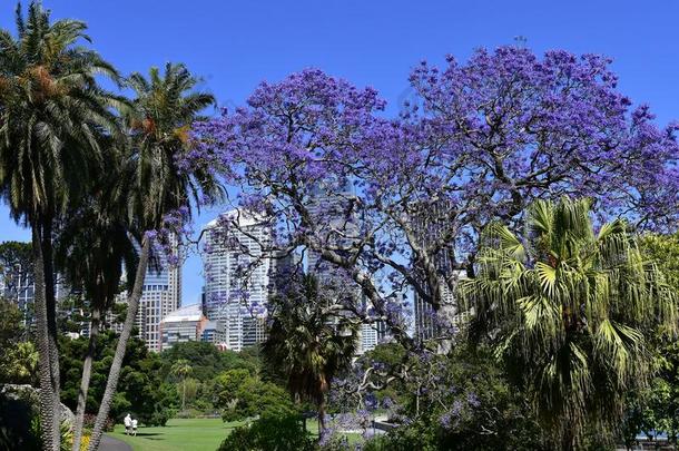 澳大利亚,NewSoutWales新南威尔士,悉尼,王国的植物的花园