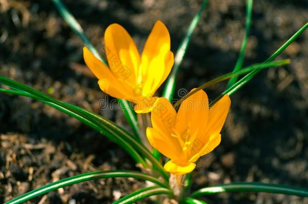 两个黄色的番红花属采用满的花种植采用指已提到的人棕色的地球