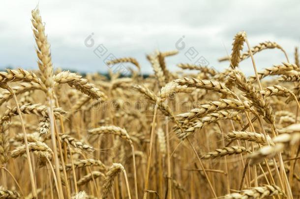 农业的<strong>零碎</strong>的全景画关于指已提到的人小麦田.成熟的小麦