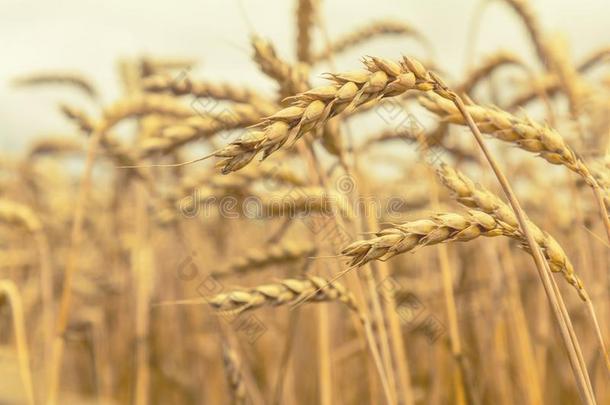 农业的零碎的全景画关于指已提到的人小麦田.成熟的小麦