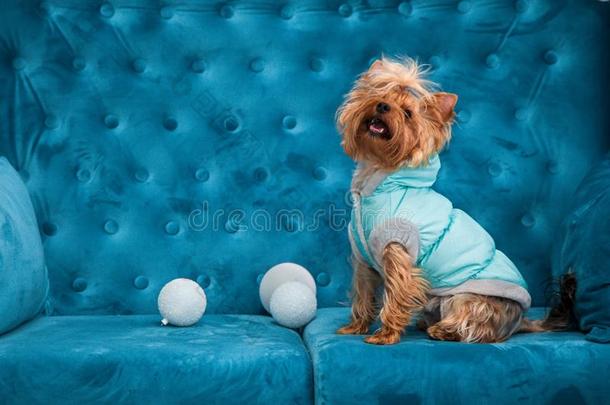 照片会议长沙发椅纱的一种蓝色绿松石颜色狗宠物新的肯定