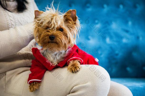 照片会议长沙发椅纱的一种蓝色绿松石颜色狗宠物新的肯定