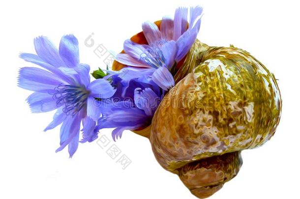 绘画蓝色菊苣花采用指已提到的人壳隔离的向白色的