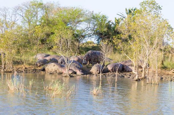 兽群关于河马睡眠,惊异潮湿的土壤公园,南方非洲