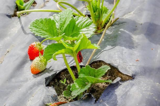 关在上面关于草莓植物和花和成果生长的采用一
